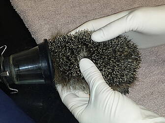 Baby hedgehog rescued from dis...